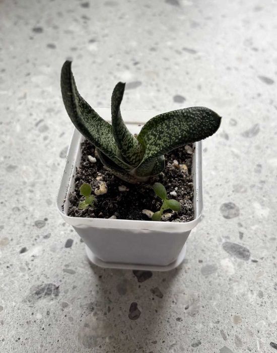 Sukulent Kwiat doniczkowy Gasteria Carinata