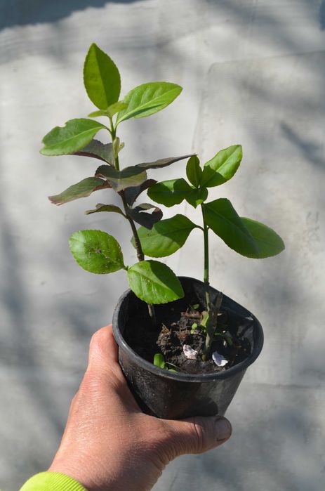 Бересклет, Калина. Бірючина, Барбарис,  Верба матсудана