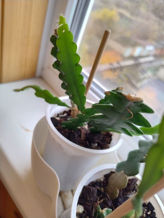 Епіфілум ангулігер "риб'яча кістка"