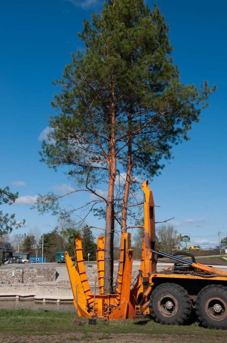 Продаж та пересадка дерев  висотою до 16 метрів