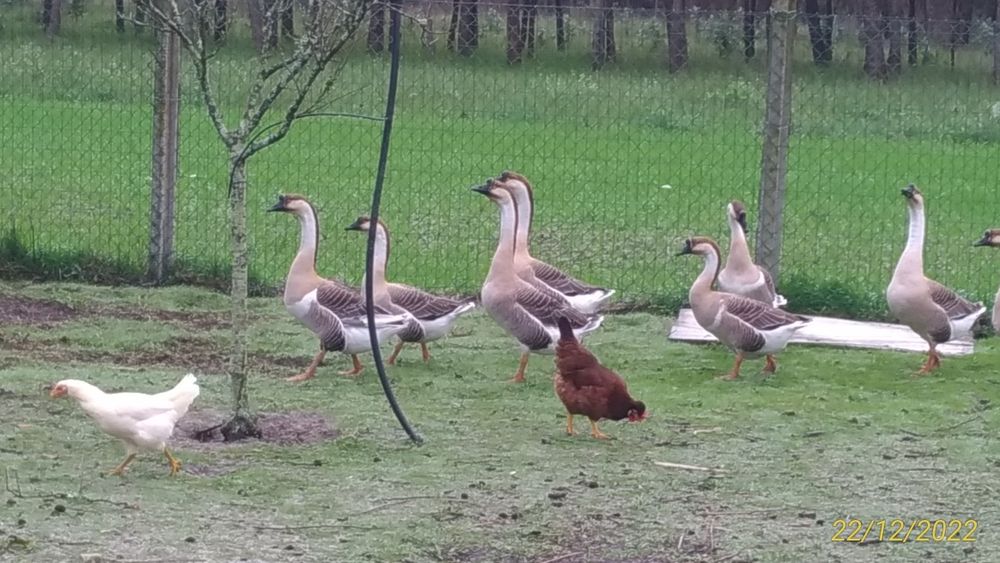 Gansos Sinaleiros, ou Gansos da Guiné.