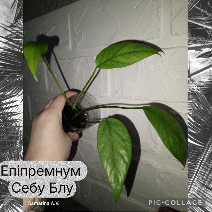 Філодендрон. Епіпремнум. Сингоніум