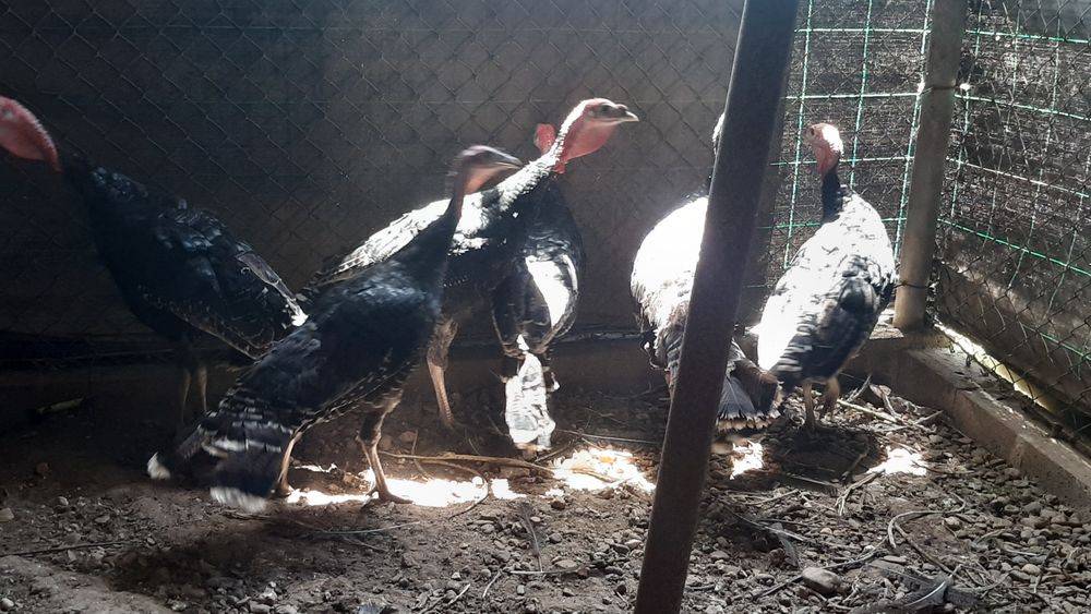 Perus para venda 6 meses idade