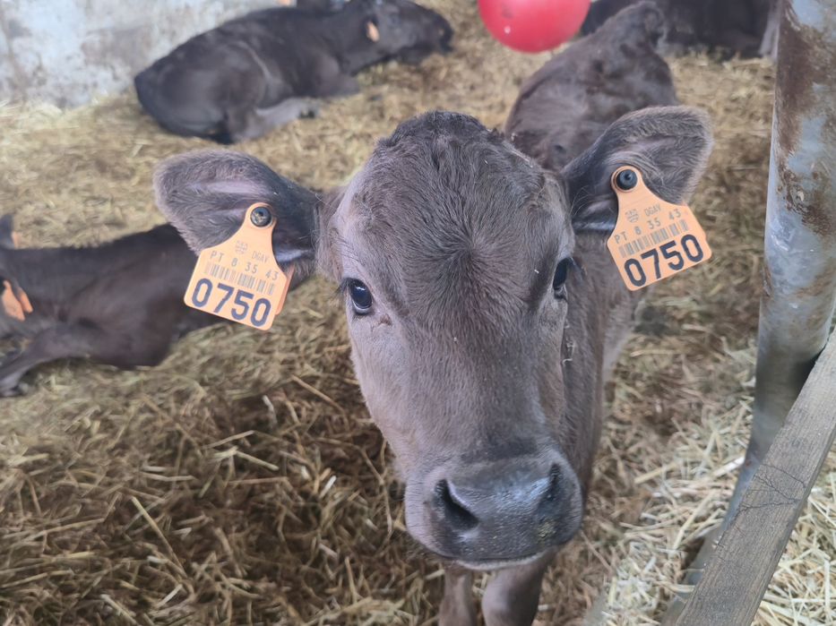 Wagyu Puros – vitelos com 10 a 12 semanas