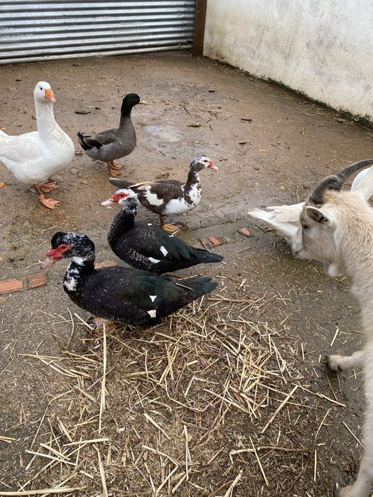 Patos mudos ainda não tem um ano