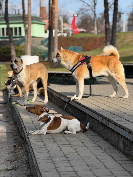 Школа Дресирування навчання Собак Тернопіль з проживанням Кінолог