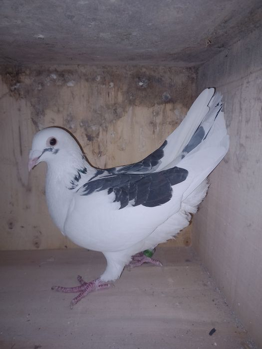 Sprzedam gołębie pocztowe