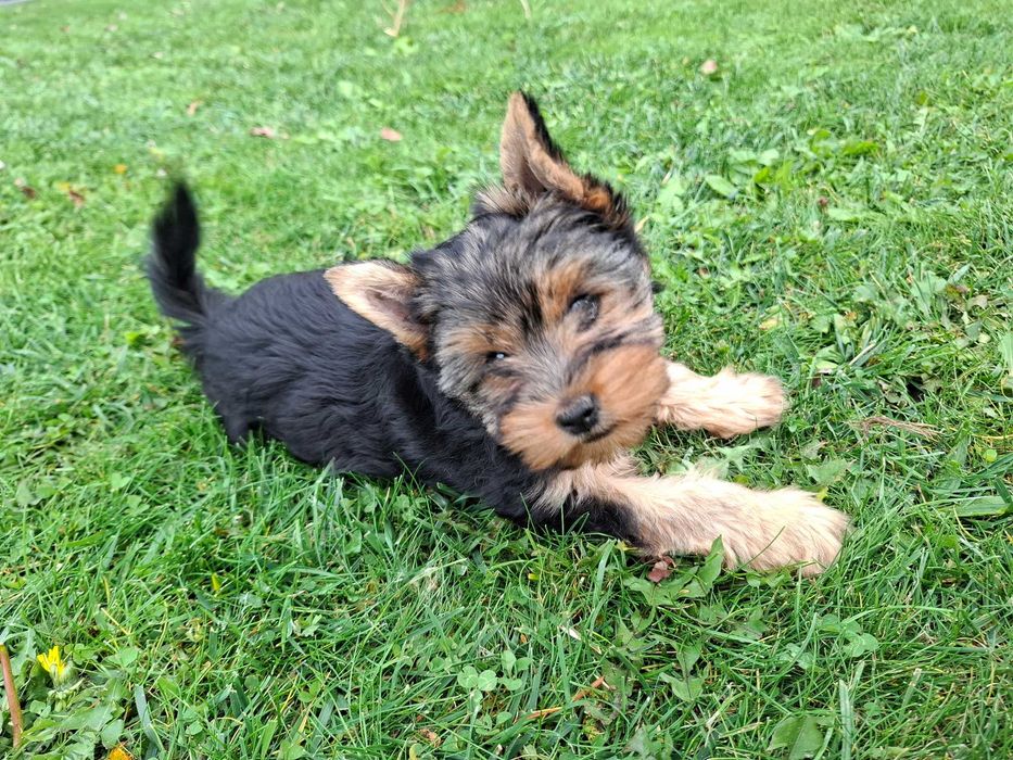 York yorki yorkshire terrier szczeniak szczeniaczek sunia
