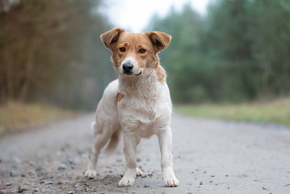 Nisska - urocza łaciatka