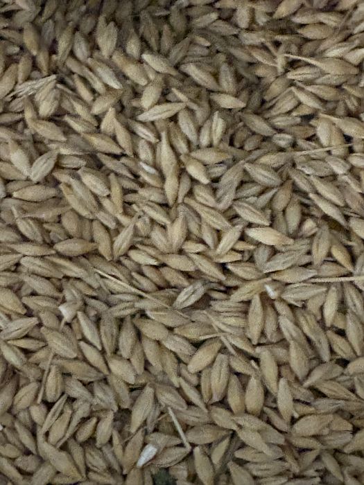 Jeczmień jary sprzedam