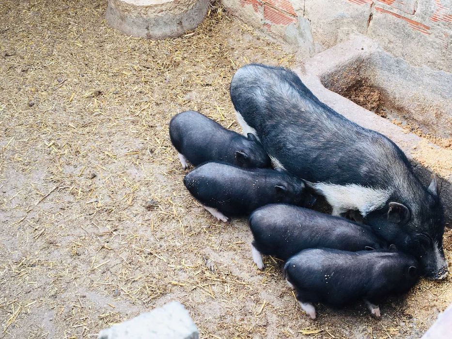 Porcos Vietnamitas - Animais de Quinta