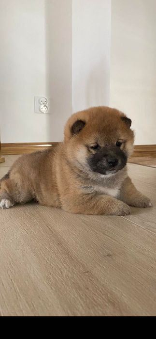 Shiba inu - piesek ZKWP (Fci)