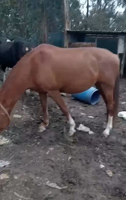 Égua laza 11 anos  cruzada