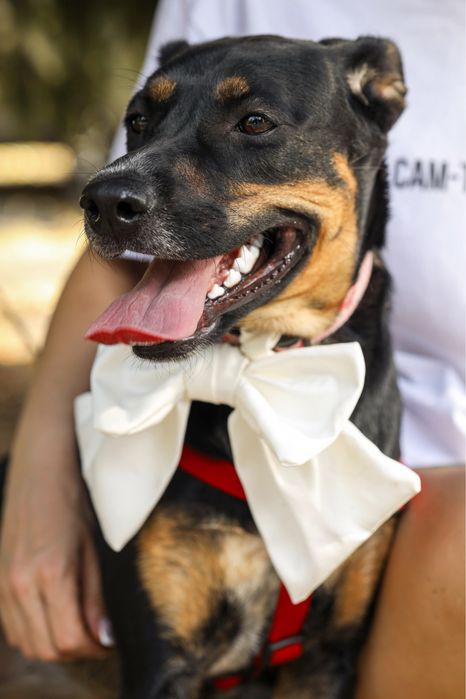 Разыскивается отвесвенная семья,для активной умной собачки