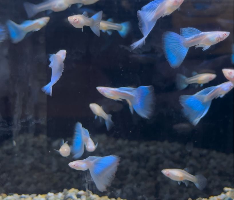 Casais Guppy Sky Blue