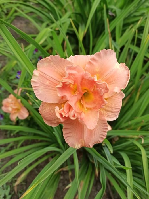 Продам лілейники