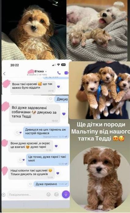 Вязка Той Пудель Teddy "Red Braun" Бейбі фейс