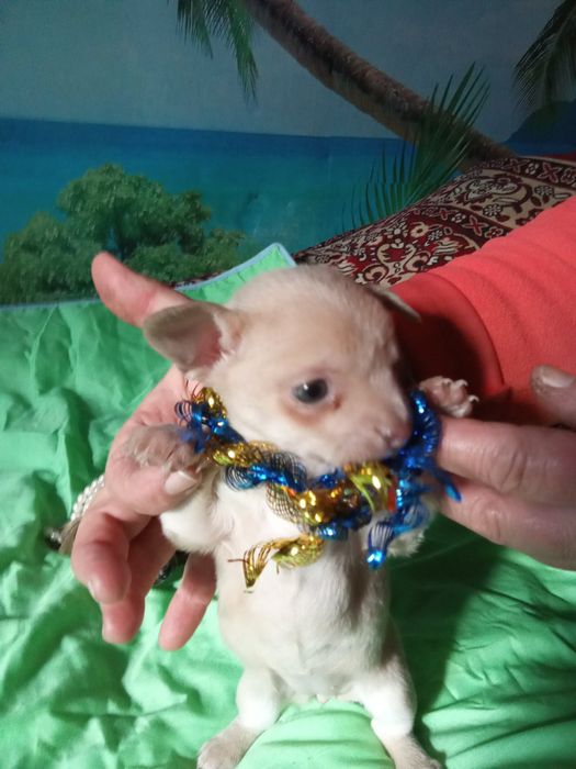 Гарненькі дівчатка