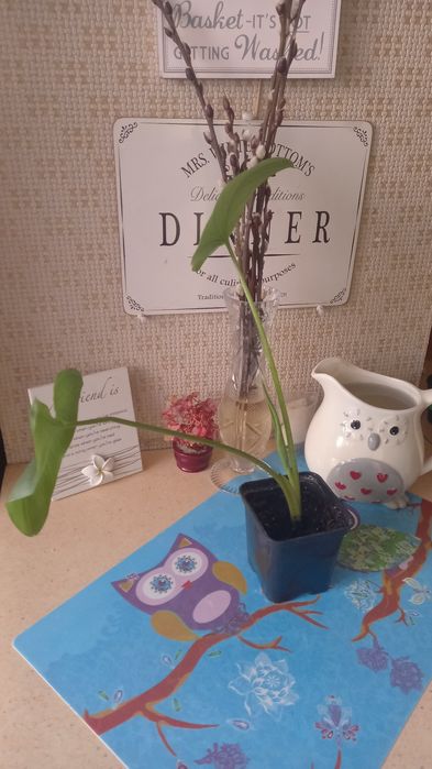 Калла эфиопская белого цвета