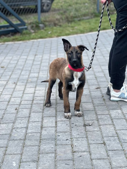 Owczarek belgijski szczeniak