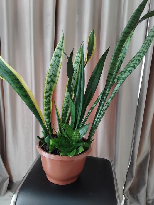 Сансеверия (щучий хвост)