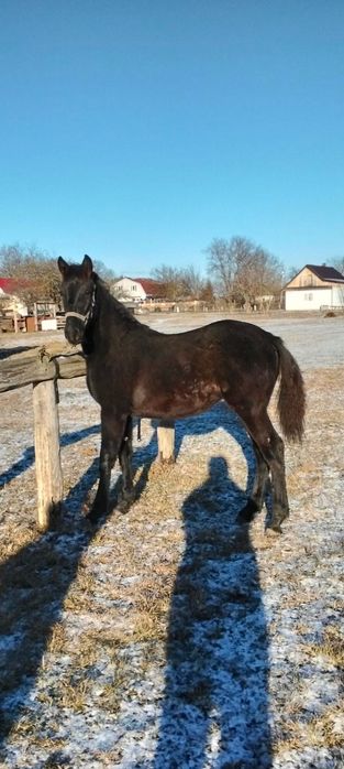 Продам Лошатку чорну