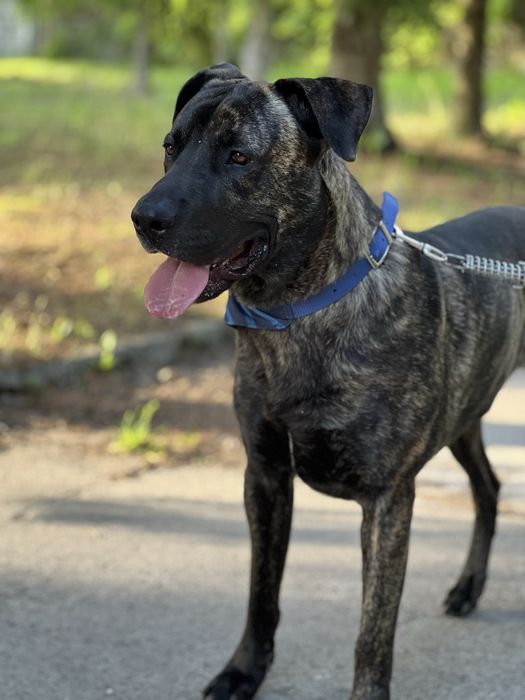 10 miesieczny Tanos do adopcji