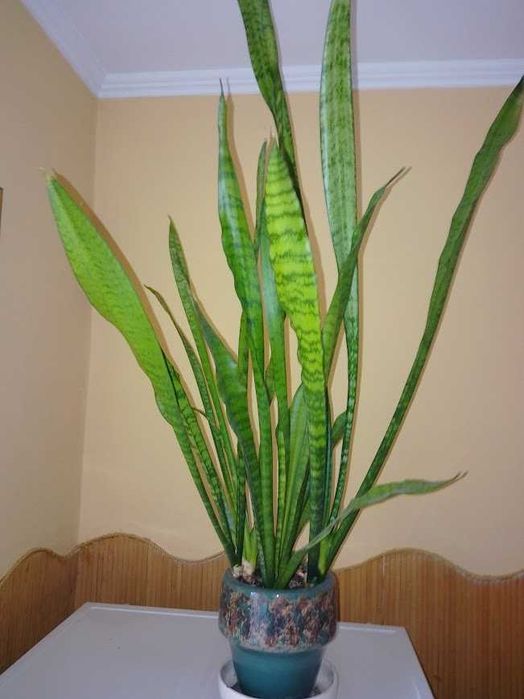 Сансев'єра високоросла