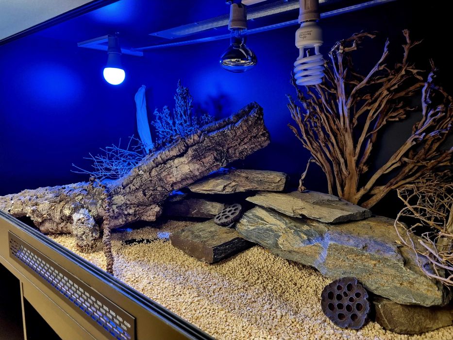 Terrarium 120x60x60 agama brodata gekon jaszczurka