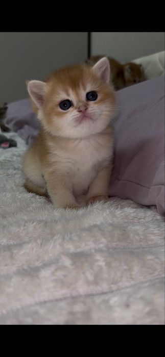 Кошенята шотландської золотої шиншили