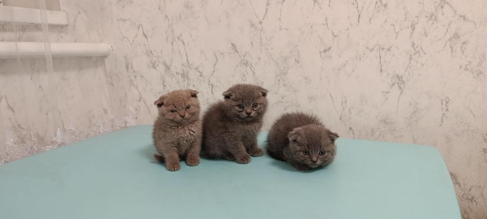 Продам шотланські висловухі кошенята
