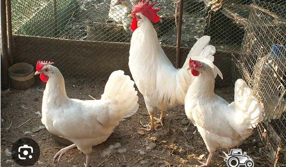 Кури не сушки Легорн по 120грн