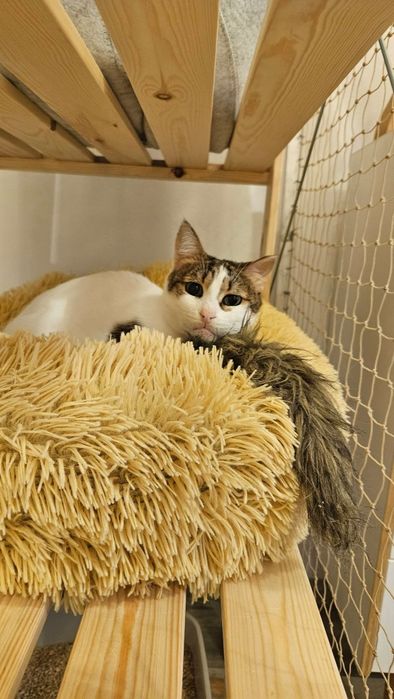 Greta do adopcji