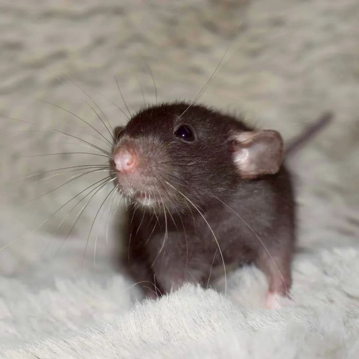 Szczur, szczurki, szczury dumbo/standard