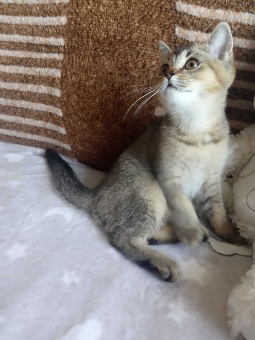 Кошечка британская шиншиловая