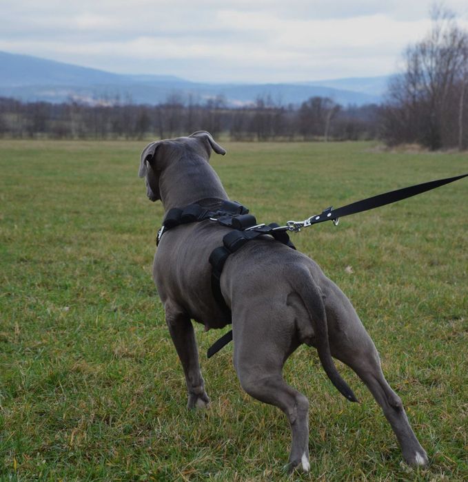 Szelki o szerokości 4cm z obciążeniem do treningu