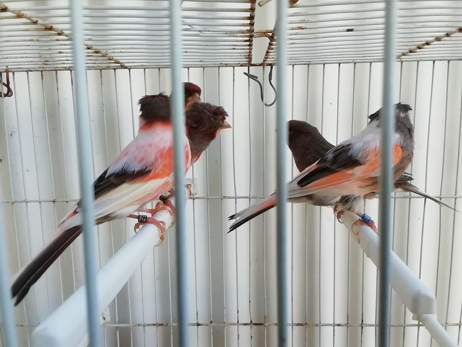 Canários várias ráças