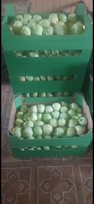 10kg antonowki wysylka darmowa