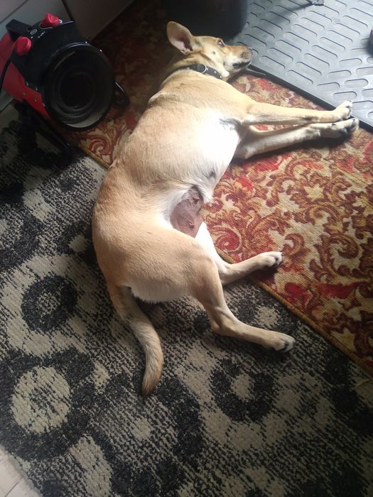 Пропала собака, помогите найти.