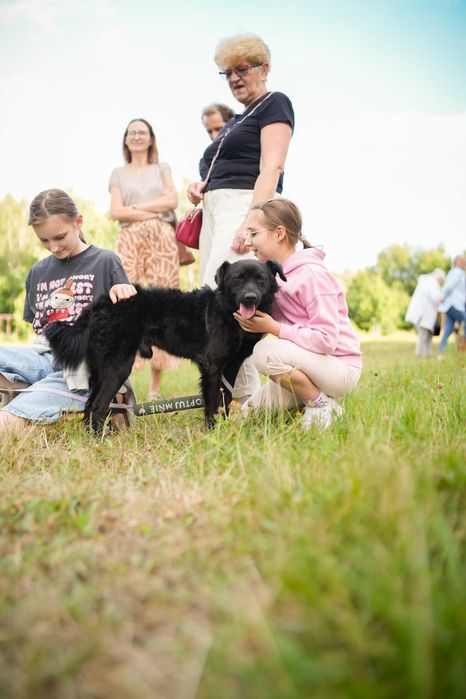 Karat - energiczny i proludzki, młody pies do adopcji!