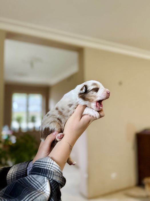 Chłopiec red merle owczarek australijski - odbiór koniec czerwca!