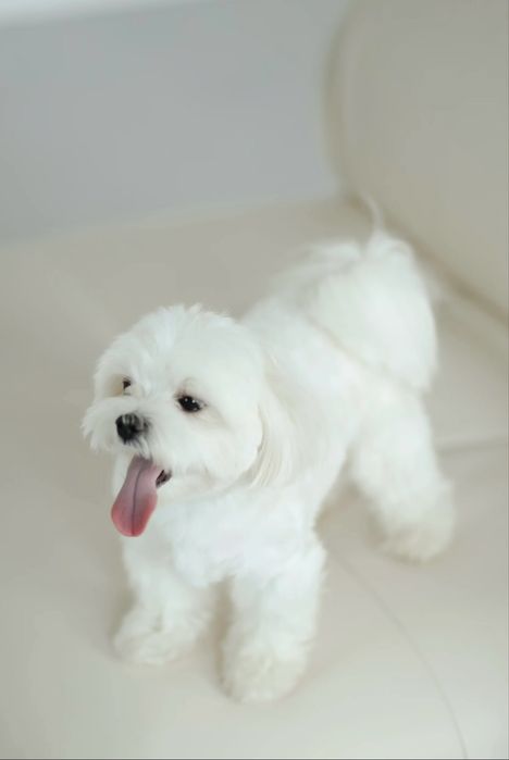 Мальтезе шукає наречену