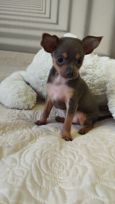 Той терьер той тер'єр