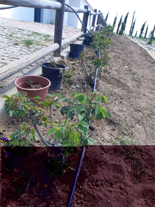 Rosa de Rescht e Rosa Damascena para Culinária Planta Viva - Évora