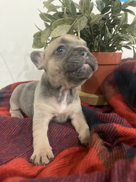 Filhote de Bulldog Francês - Blue Fawn
