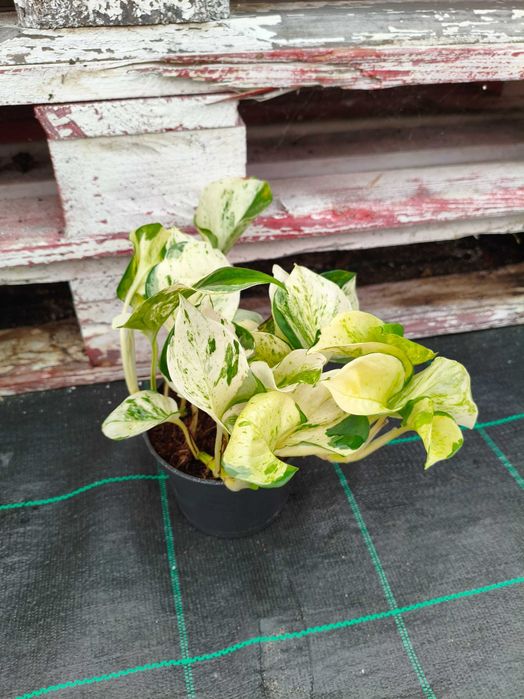 Jibóias Scindapsus (verde, prateada, variegada) - planta em vaso