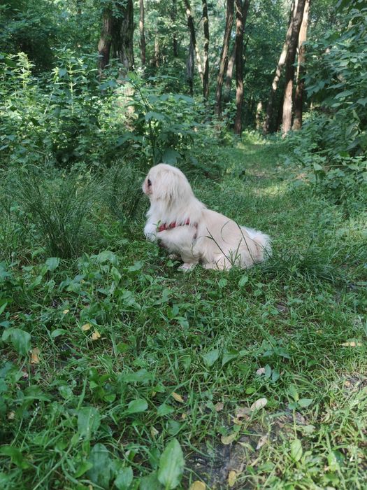 Вязка шукаємо кавалера