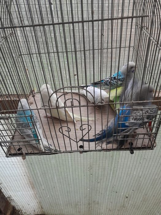 Papugi faliste faliste