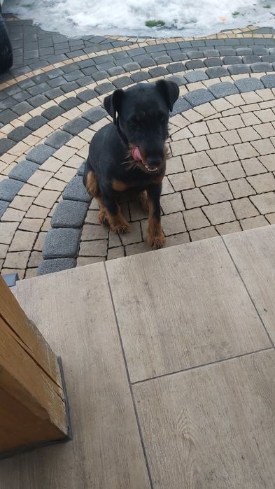 Do oddania jagterier  suczka.