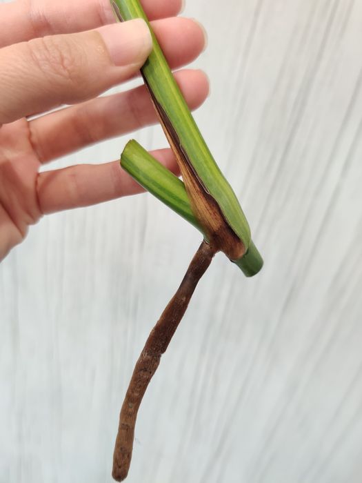 Corte fresco de monstera aurea